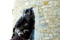 2018-09-19 11-31-52 Chateau des Milandes BMa